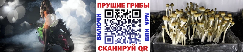 OMG рабочий сайт  Орёл  Галлюциногенные грибы GOLDEN TEACHER 